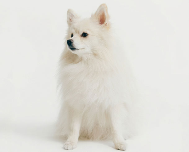Background Removal & Masking – before example: Fur & Animal Masking
